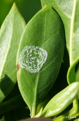 Aleurodicus rugioperculatus