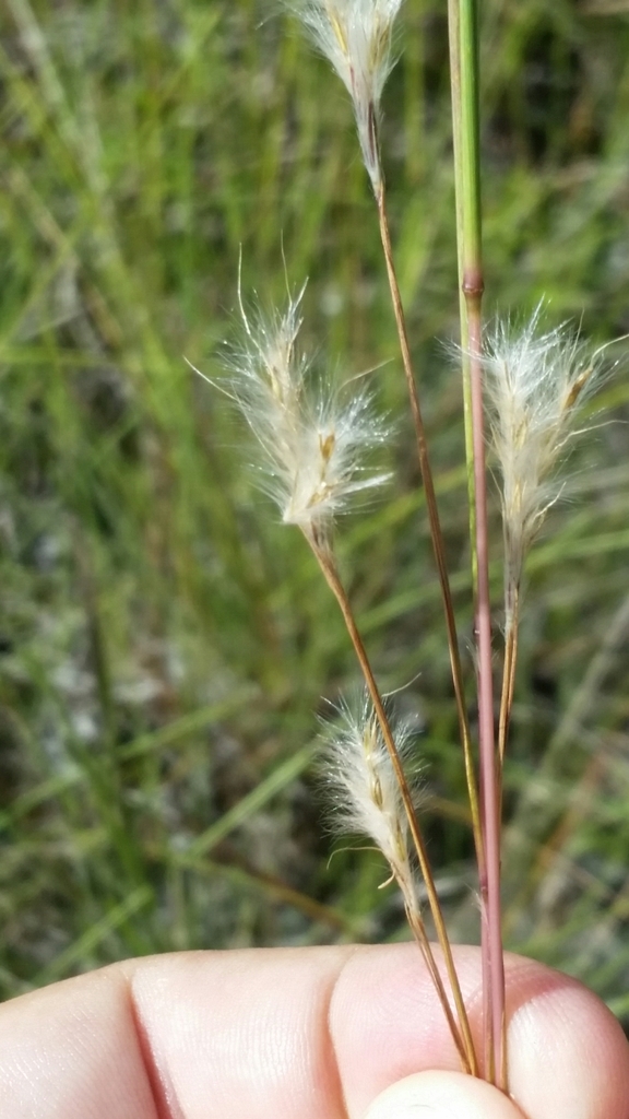 Nash’s Bluestem