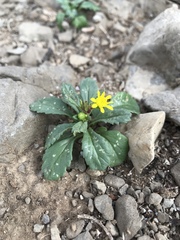 Senecio leucanthemifolius