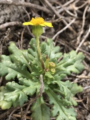 Senecio leucanthemifolius
