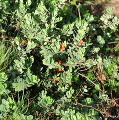 Wikstroemia uva-ursi