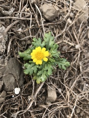 Senecio leucanthemifolius