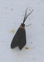 Pollanisus subdolosa