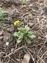 Senecio leucanthemifolius