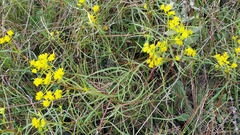 Flaveria linearis