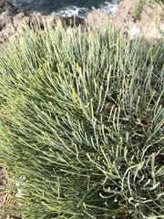 Ephedra fragilis fragilis