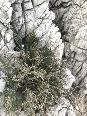Limonium tenuiculum