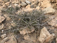 Periploca laevigata angustifolia