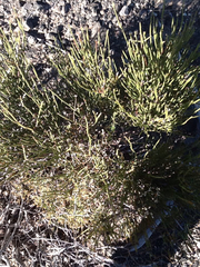 Ephedra torreyana