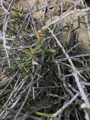 Periploca laevigata angustifolia