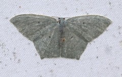 Maxates centrophylla