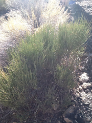 Ephedra torreyana