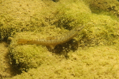 Spanish Stone Loach photo 3