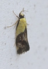 Eulechria clytophanes