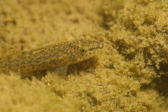 Spanish Stone Loach photo 1
