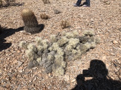 Cylindropuntia multigeniculata