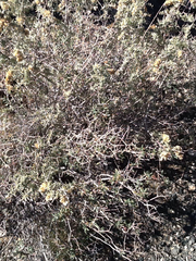 Eriogonum corymbosum