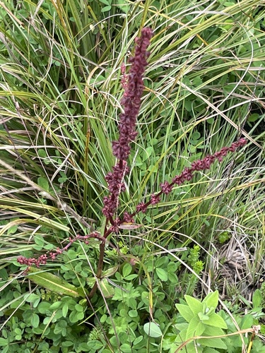 Nepal Dock (Rumex nepalensis)