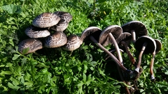 Panaeolus subbalteatus