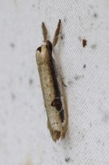 Compsotorna oligarchica