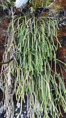 Phlegmariurus billardierei