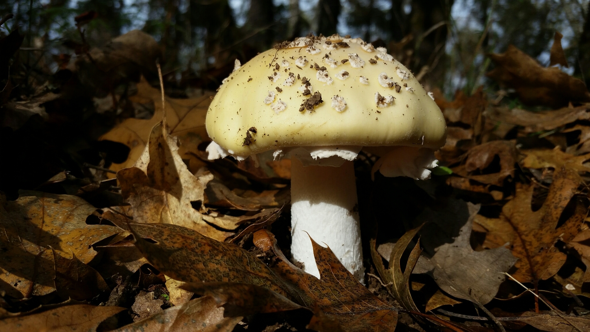 Amanita gemmata image