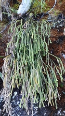 Phlegmariurus billardierei