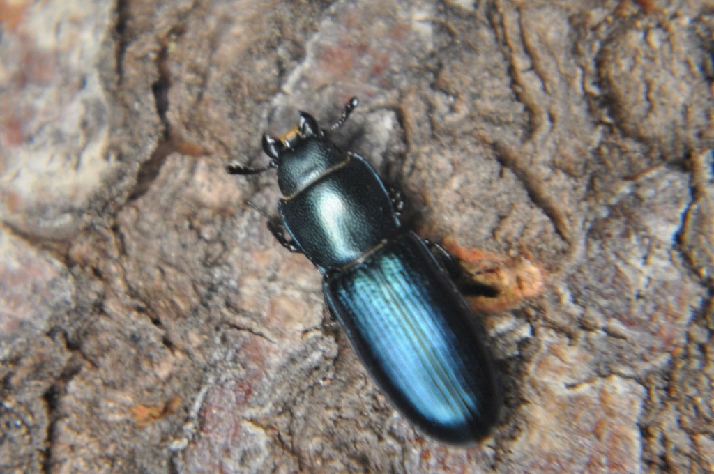 Eupycnus