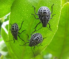 Cappaea taprobanensis