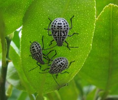 Cappaea taprobanensis