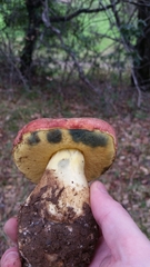 Butyriboletus querciregius