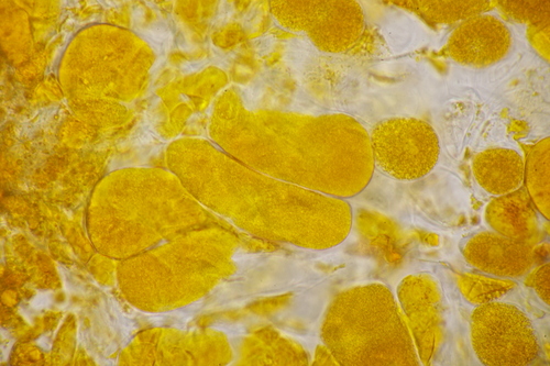 Coleosporium sonchi