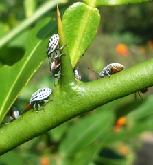 Cappaea taprobanensis