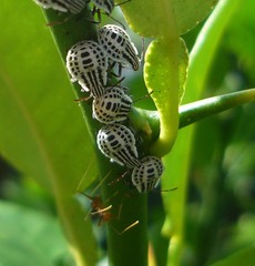 Cappaea taprobanensis