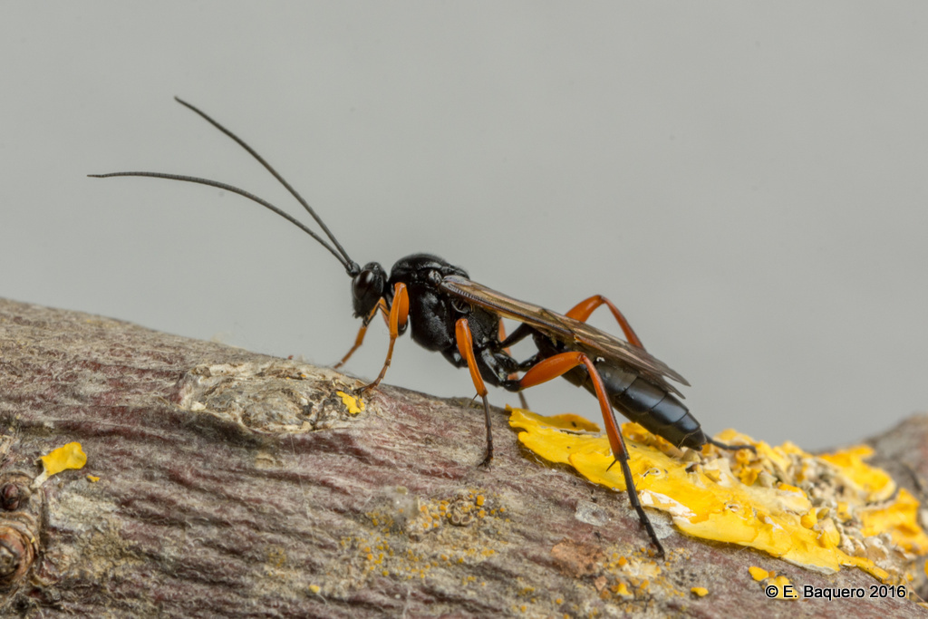 Pseudoamblyteles