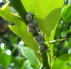 Cappaea taprobanensis