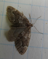 Thera juniperata