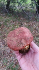 Butyriboletus querciregius