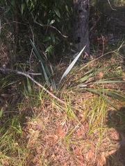 Dianella prunina