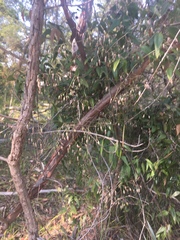 Dianella prunina