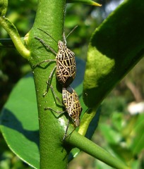 Cappaea taprobanensis
