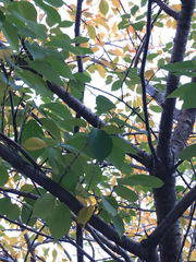 Prunus