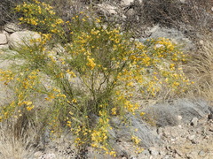 Senna aphylla