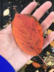 Prunus