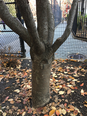 Prunus
