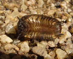 Arthrosphaera