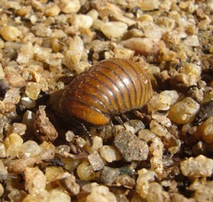 Arthrosphaera