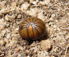 Arthrosphaera