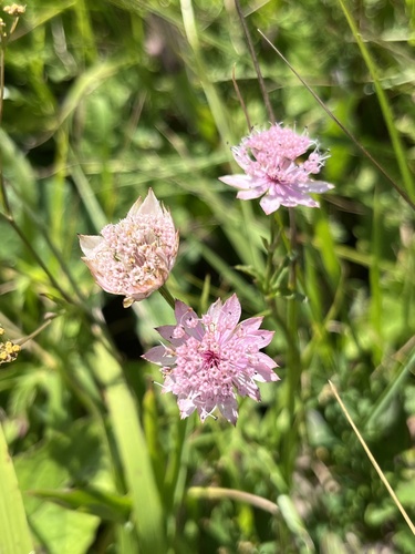 Caucasian Astrantia (Astrantia maxima)