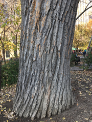 Populus deltoides
